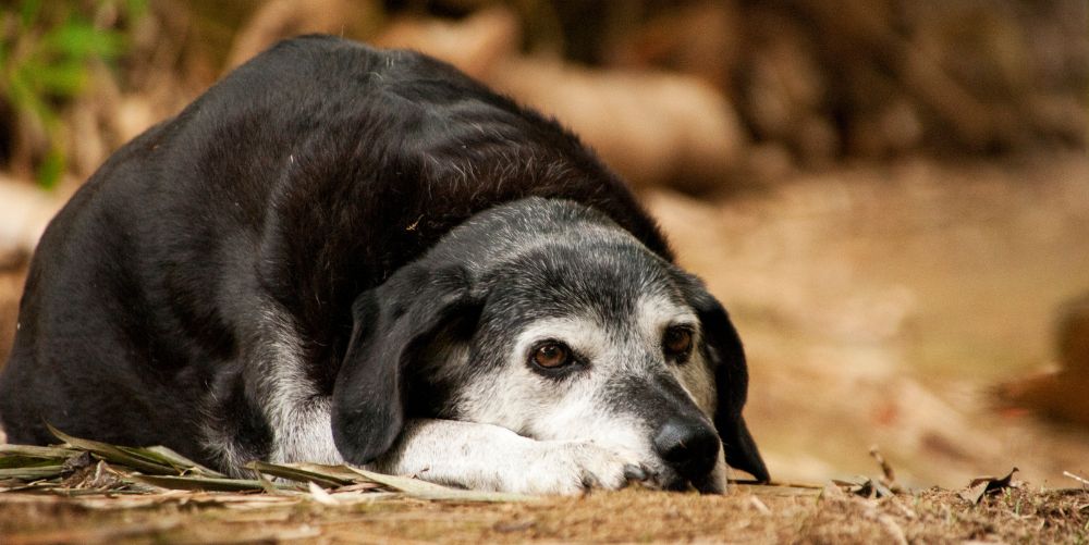 do-older-dogs-need-different-food-real-dog-food